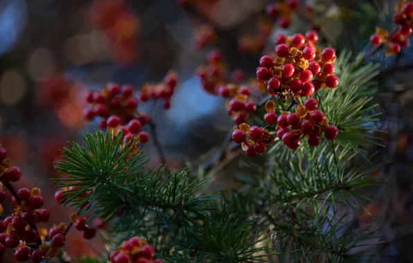 Autumn, light, branches, berries, fruit, red, needles, bokeh