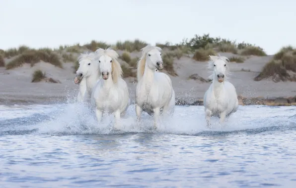 Shore, horses, horse, bathing, running, white, pond, muzzle