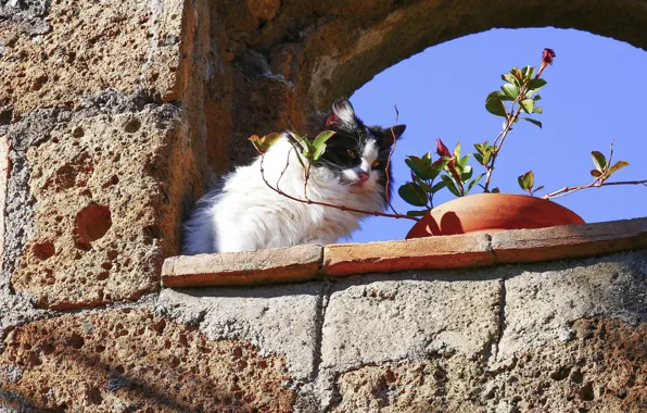 Cat, cat, look, face, light, branches, house, wall