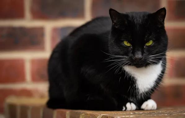 Cat, cat, look, pose, black and white, black, bricks, face