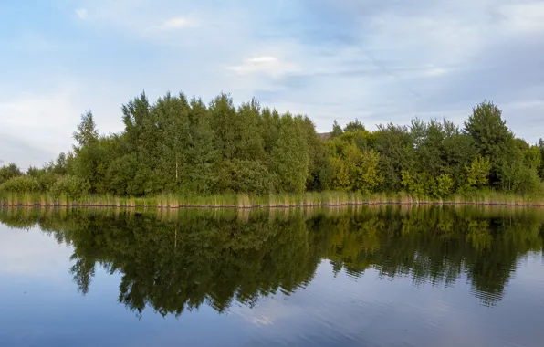 Picture summer, trees, lake, the evening