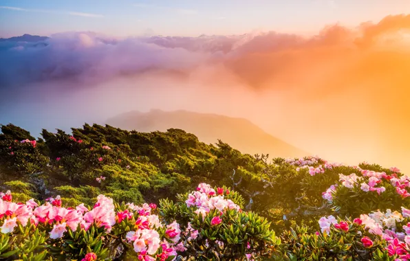 Picture greens, light, landscape, flowers, mountains, nature, fog, hills