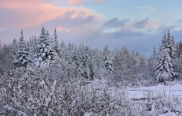 Winter, forest, snow, ate, Canada, Canada, Newfoundland, Newfoundland