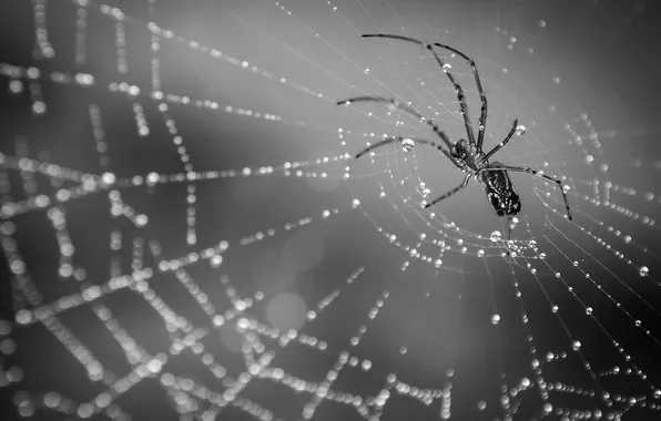 Wallpaper macro, web, spider, monochrome