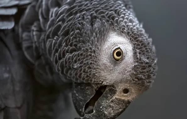 Picture look, close-up, pose, grey, bird, portrait, parrot, Jaco