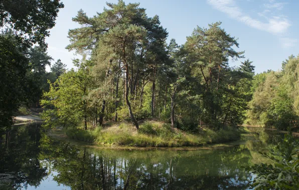 Picture greens, summer, trees, Nature, summer, island, trees, nature