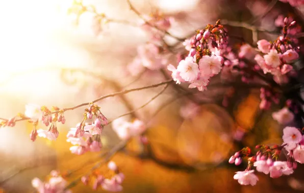 Flowers, cherry, tree, spring, Sakura