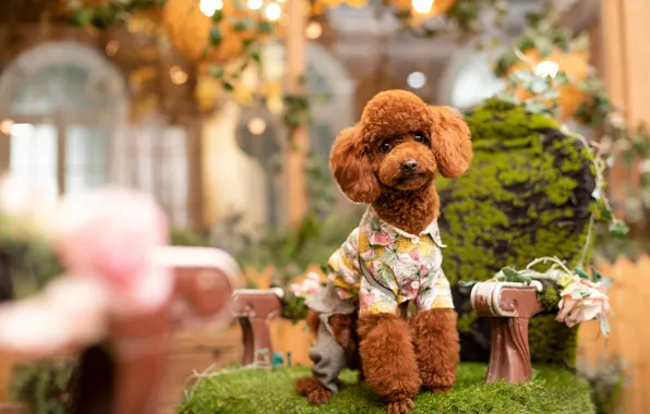 Flower, look, pose, room, Windows, moss, interior, dog