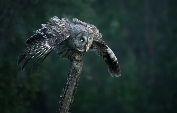 Look, nature, owl, bird, wings, post, stroke, bokeh