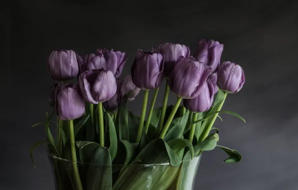 Picture tulips, purple, buds