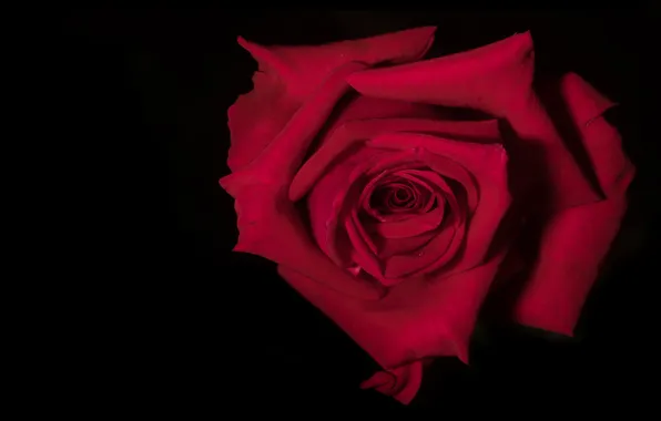 Flower, macro, flowers, rose, petals, black background, red