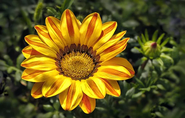 Flower, close-up, flora, Gazania, Ushakov Valery