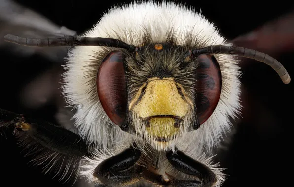 Picture anthophora bomboides, bee, insect, nature