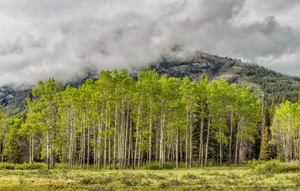 Autumn, the sky, grass, trees, mountains, clouds