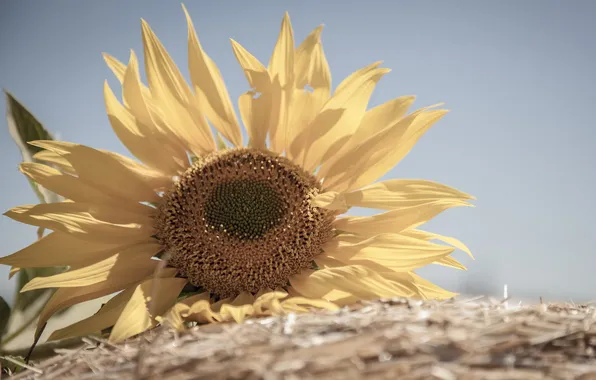 Nature, background, sunflower
