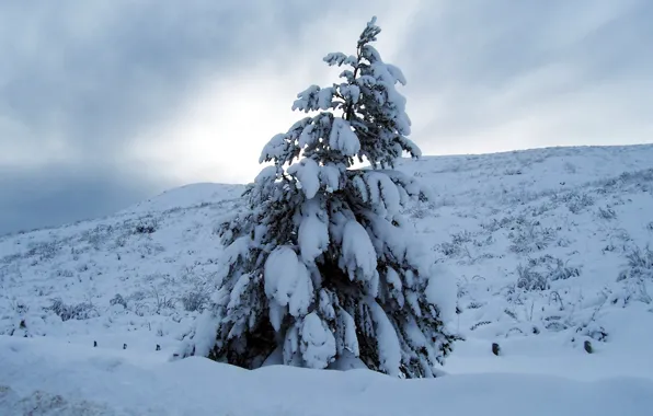 Picture winter, snow, Tree