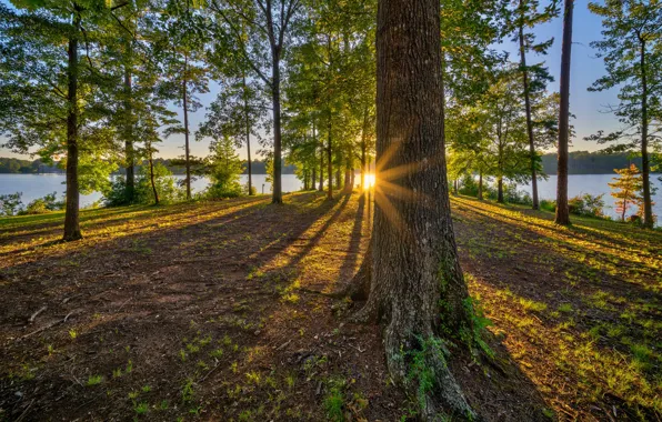 Picture forest, the sun, rays, trees, shore, pond
