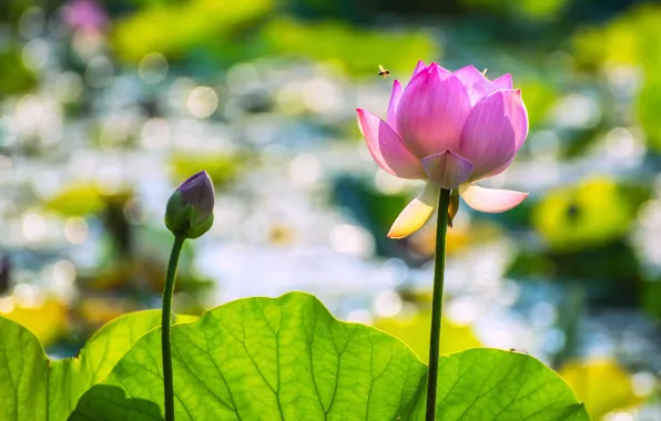 Picture leaves, light, flowers, pond, bee, OSA, petals, stem