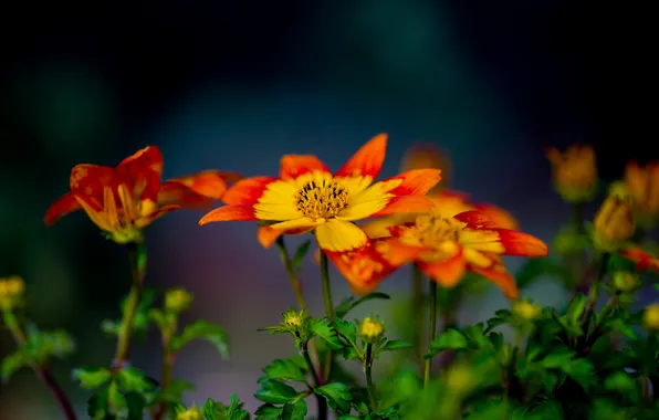 Picture macro, flowers, background, the series is muscular