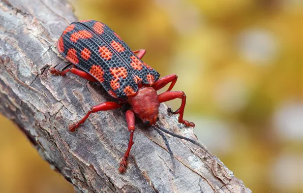 Wallpaper macro, beetle, branch, insect for mobile and desktop, section ...
