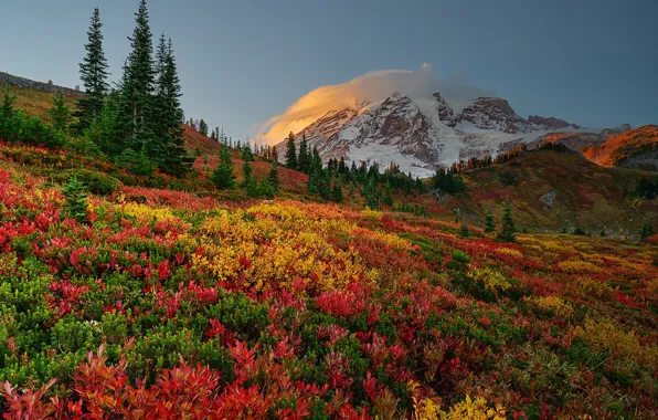 Autumn, trees, mountain, Mount Rainier National Park, National Park mount Rainier, Mount Rainier, Washington State, …