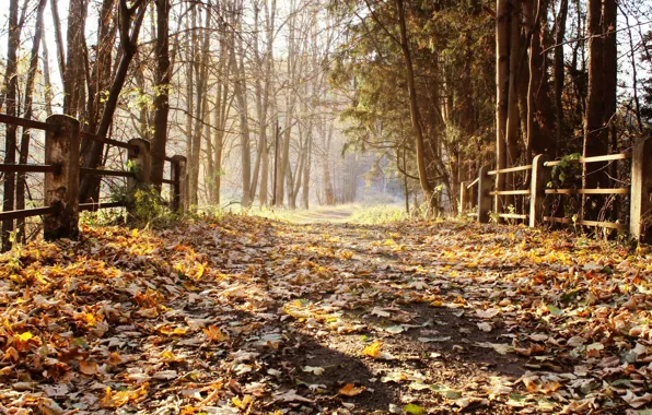 Picture road, autumn, leaves, trees
