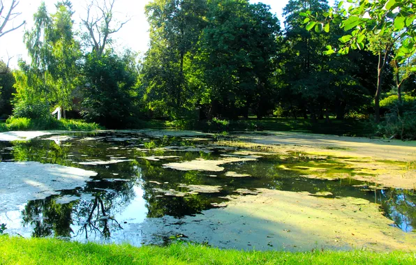 Trees, water, park, lake, pond