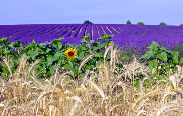 Picture field, flowers, France, sunflower, ears, lavender, plantation, Provence