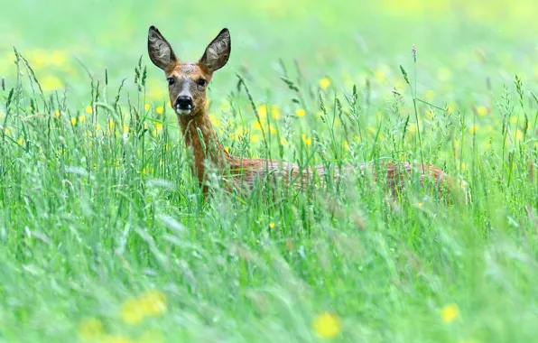 Field, grass, flowers, DOE