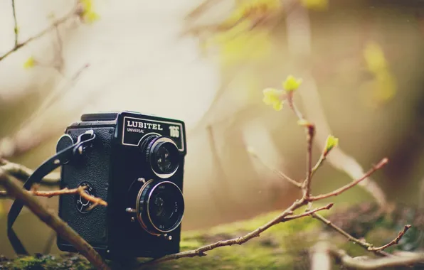 Leaves, branches, background, tree, widescreen, Wallpaper, blur, the camera