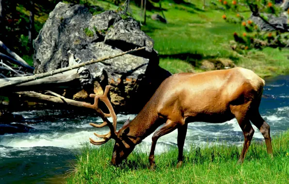 Picture river, different, moose, zhyvotnyh