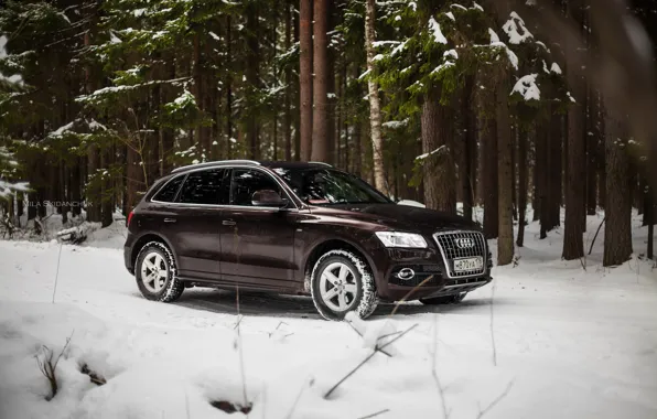 Car, machine, auto, forest, fog, Audi, audi, race