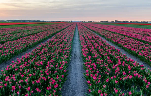 Field, the sky, flowers, spring, tulips, a number, pink, path