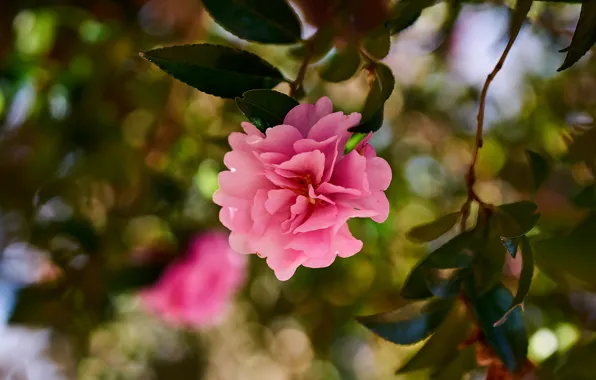 Picture leaves, drops, flowers, branches, blur, pink, bokeh, Camellia