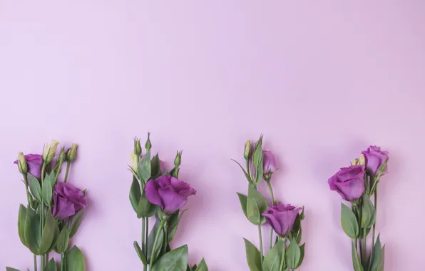 Purple, flowers, background, flowers, purple, eustoma, eustoma