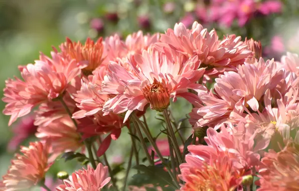 Flowers, asters, summer mood