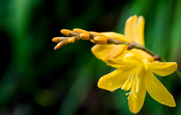 Picture flowers, yellow, background, inflorescence