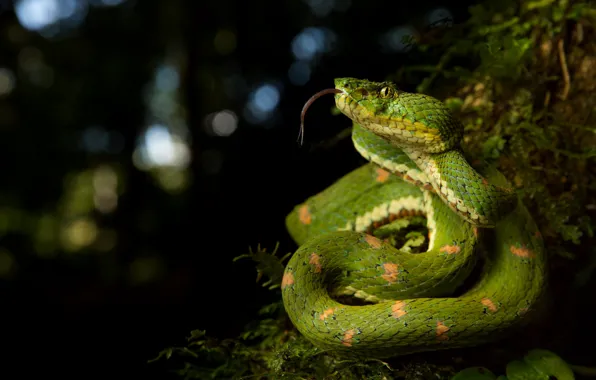 Moss, snake, black background, green, bokeh