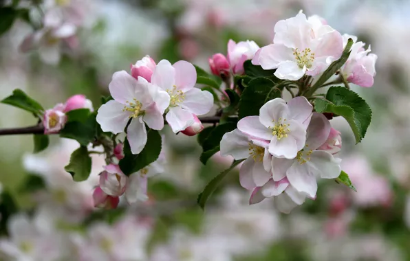 Picture branches, Apple, flowering, Adina Voicu