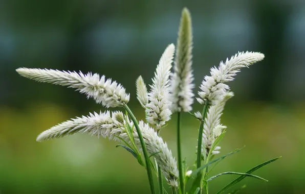 Picture summer, Flowers, blur, spikelets, white