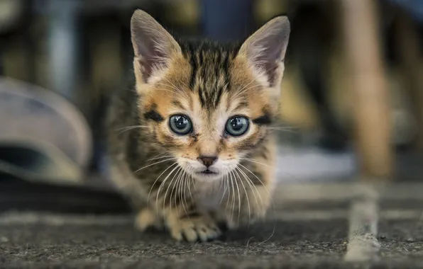 Eyes, look, kitty, Kote