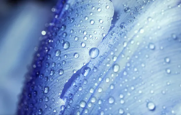 Picture flower, macro, petal, water drops