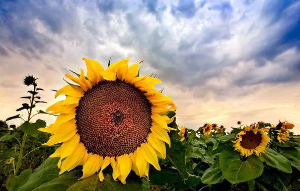 Field, the sky, sunflowers
