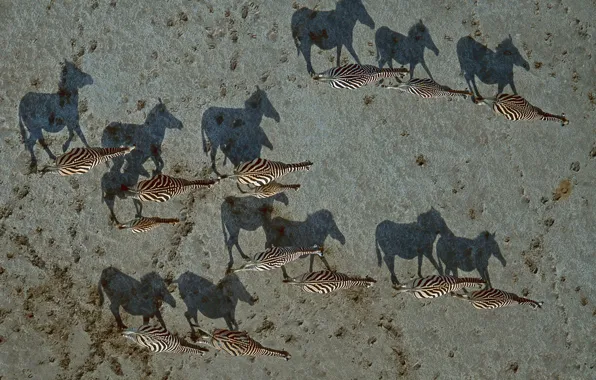 Shadow, Africa, Zebra, Botswana