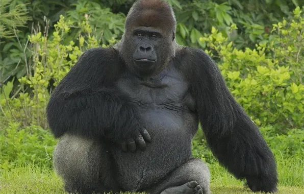 Picture gorilla, primate, animal wild life