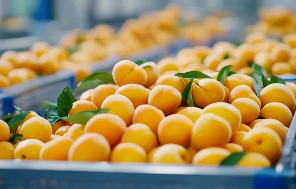 Summer, leaves, harvest, boxes, fruit, a lot, bokeh, apricots
