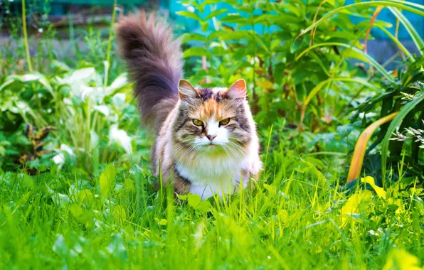 Greens, cat, summer, grass, cat, look, leaves, plants