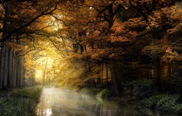 Picture autumn, forest, light, trees, branches, pond, Park, reflection