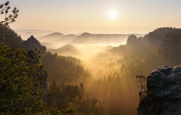 Forest, the sky, the sun, rays, light, landscape, mountains, branches
