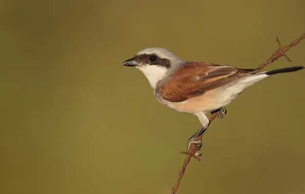 Picture bird, wire, red-backed Shrike